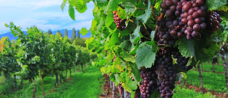 napa valley bus tours